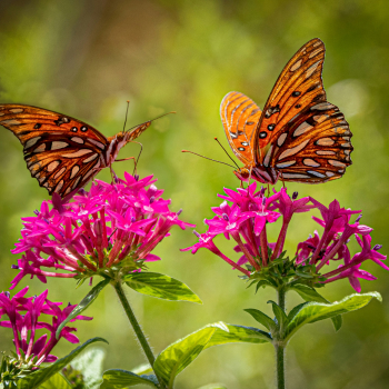 2fach moderierter Workshop "Sexuelle Transformation" – Klagenfurt 12.5. bis 16.5.2026